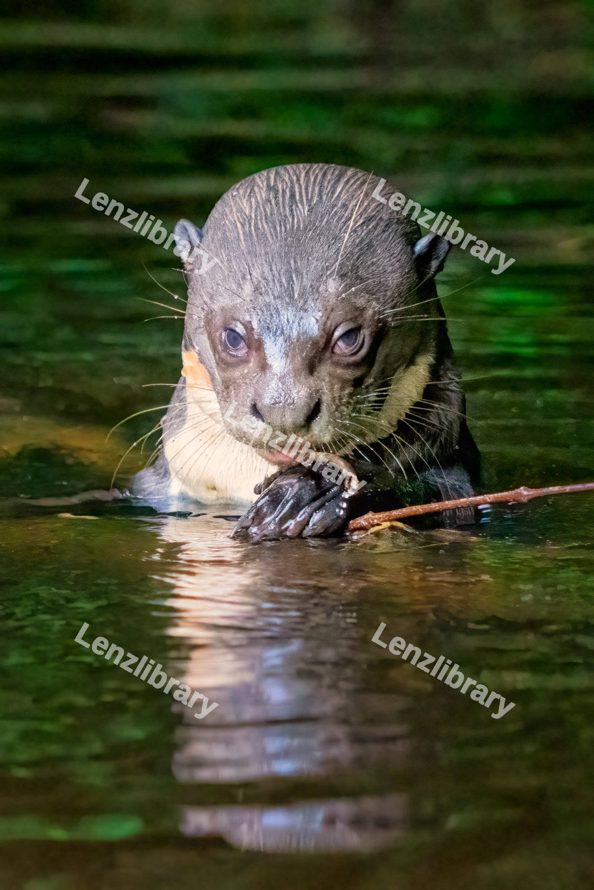 Baby otter in the river